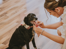 Cargar imagen en el visor de la galería, Collar porta alianzas para perro
