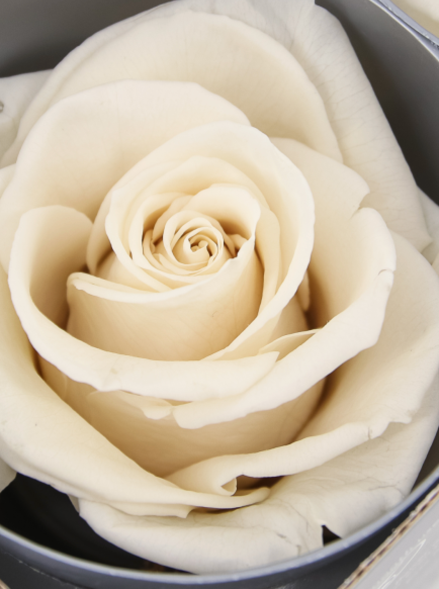 EXTRA ROSA