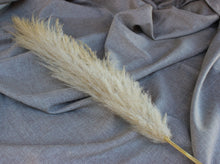 Cargar imagen en el visor de la galería, Pampas Grass
