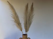 Cargar imagen en el visor de la galería, Pampas Grass
